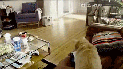 My_postavili_kameru_chtoby_uznat_chto_delayut_koty_poka_vse_na_rabote.gif