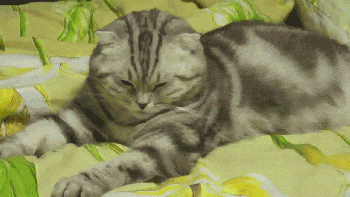 Ya_ne_sova_Sovy_pozdno_lozhatsya_Ya_ne_zhavoronok_Zhavoronki_rano_vstayut_Ya_koshka_Ya_vsegda_khochu_spat.gif