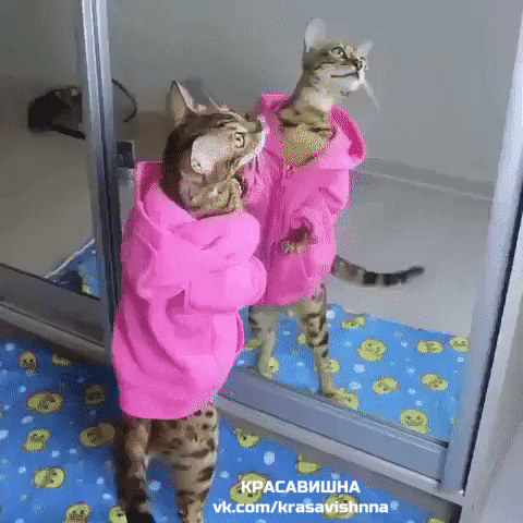 Net_bolee_privlekatelney_zhenschiny_chem_ta_kotoraya_ponravilas_sama_sebe_33.gif
