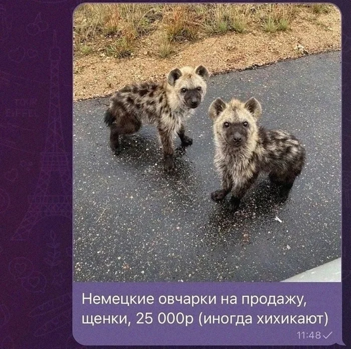 image.png.57ba427ea62b525776672c3f68afc07b.png